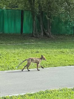 На Варшавском шоссе замечена лиса: что нужно знать