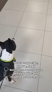 Необычная инициатива: игрушки в подъезде для детей и собак