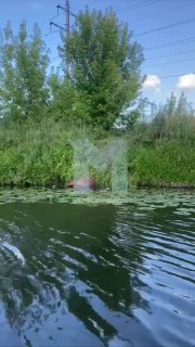 На реке Пахра в Домодедове найдено мертвое животное