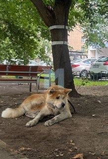 Акита-ину выпала из окна на третьем этаже: срочная помощь