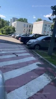 В Зеленограде замечена экзотическая змея: что делать при встрече