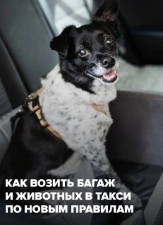 Новые правила перевозки багажа и животных в российских такси с 1 сентября